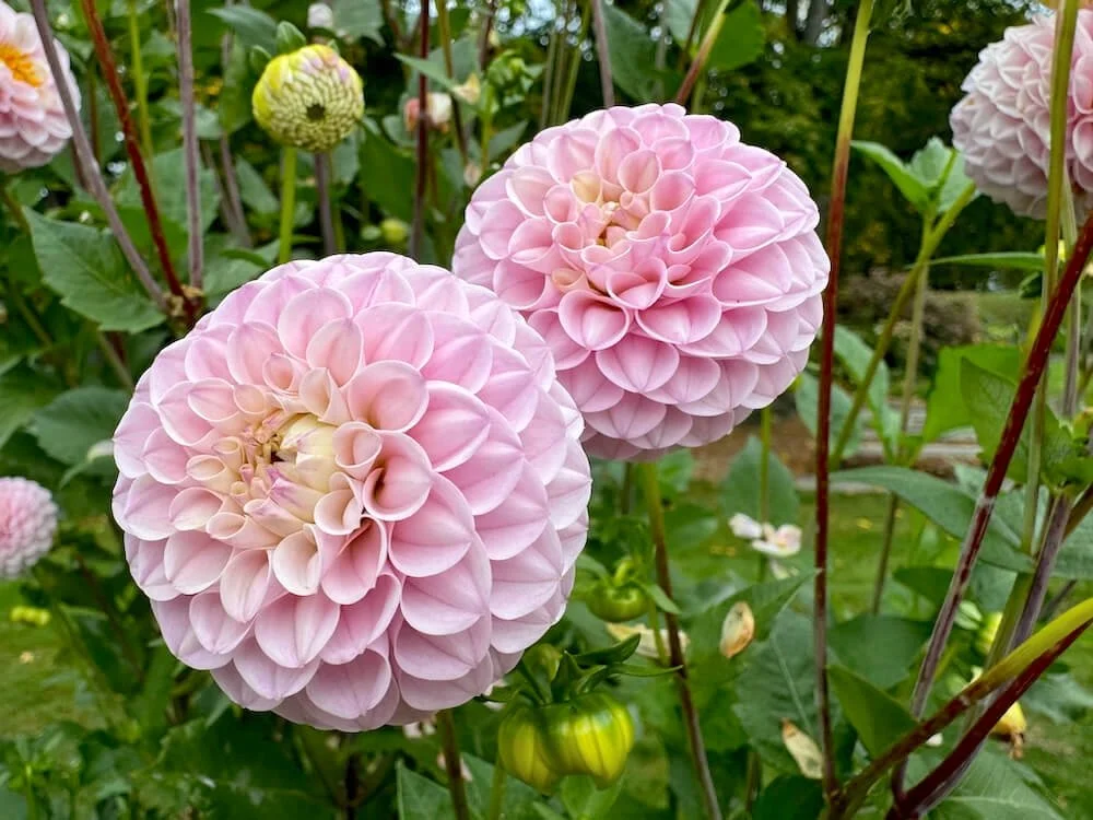 Dahlia 'Wizard of Oz' 01.jpeg