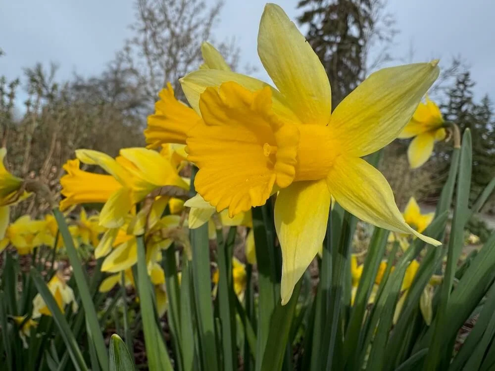 Narcissus 'February Gold' 04.jpeg