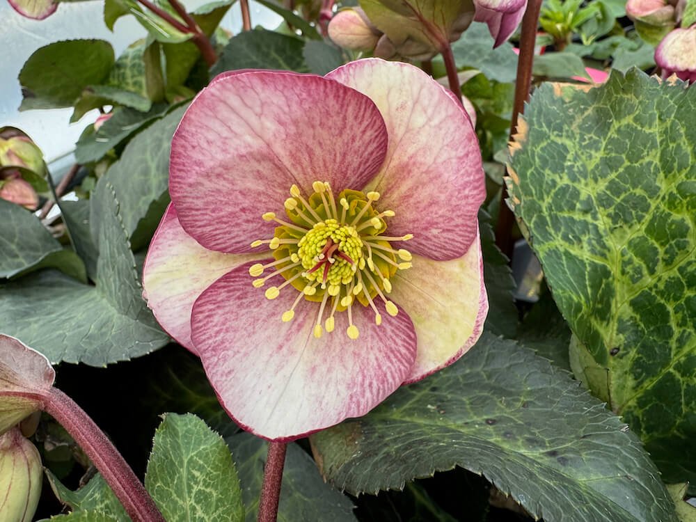 Helleborus x Frostkiss 'Glenda's Gloss' 01.jpeg