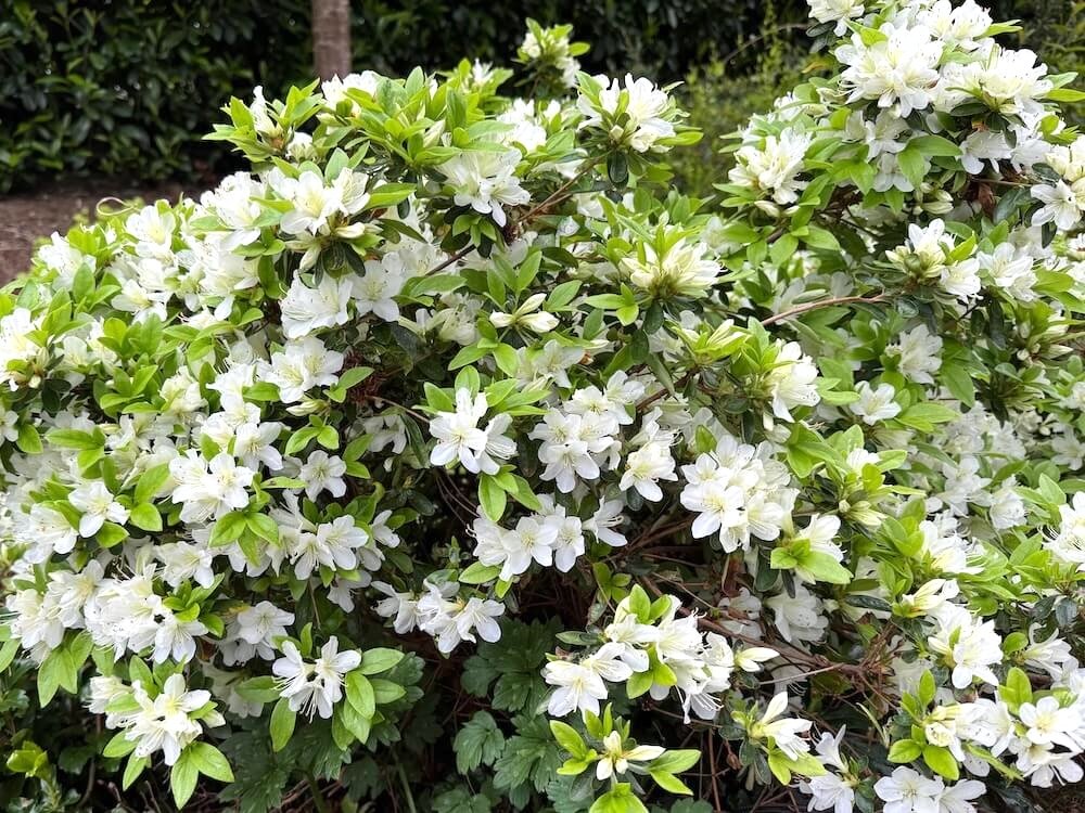 Rhododendron albiflorum Hook. var. albiflorum 03.jpeg
