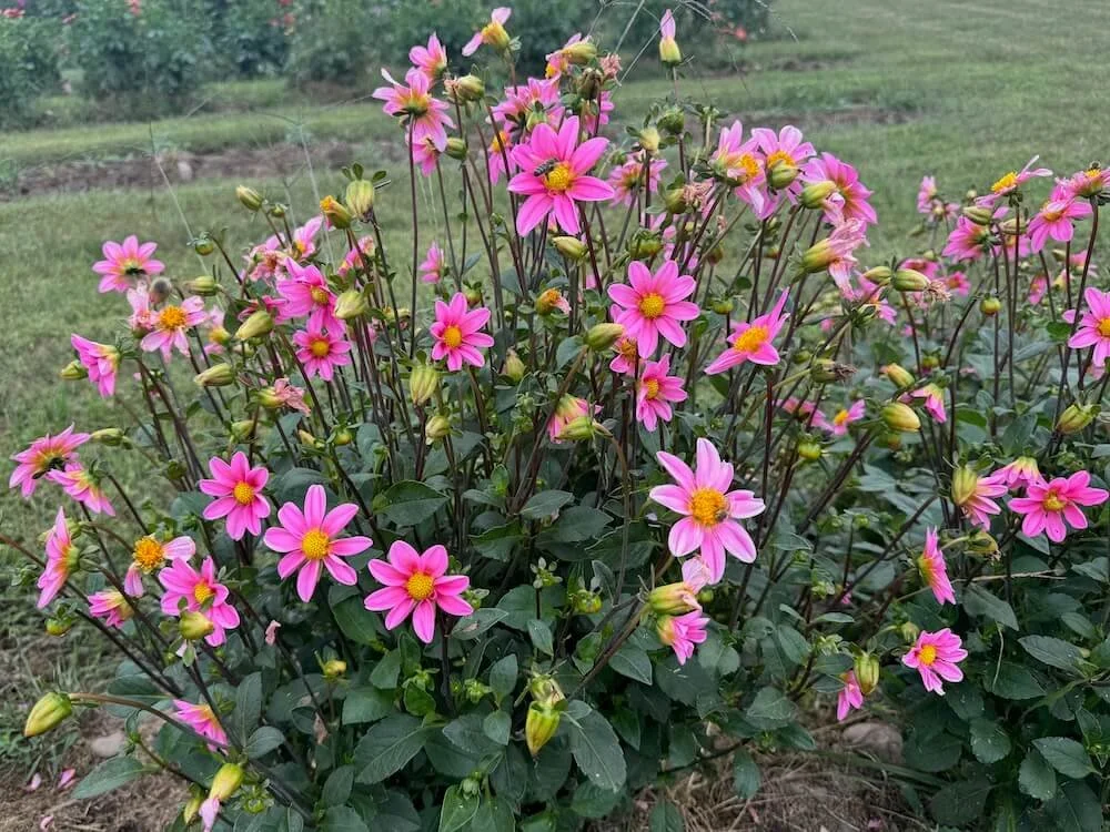 Dahlia 'Bonne Esperance' 05.jpeg