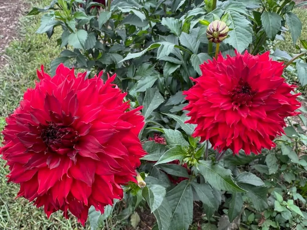 Dahlia 'Skywalker' 02.jpeg