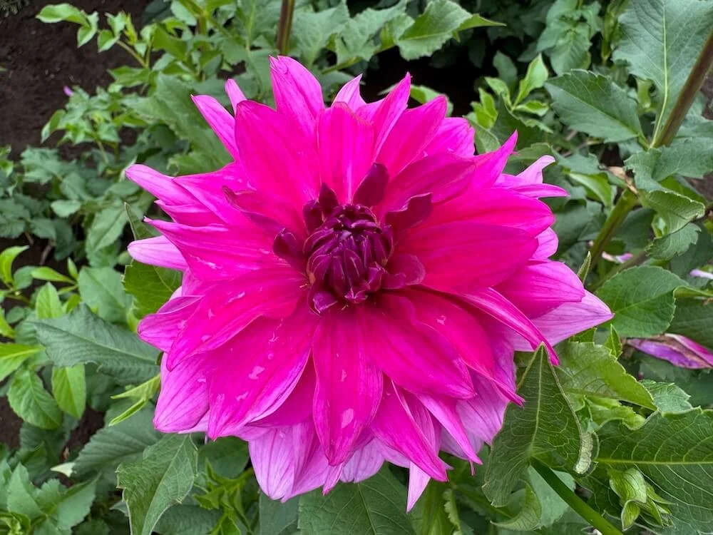 Dahlia 'I'm A Hottie' 01.jpeg