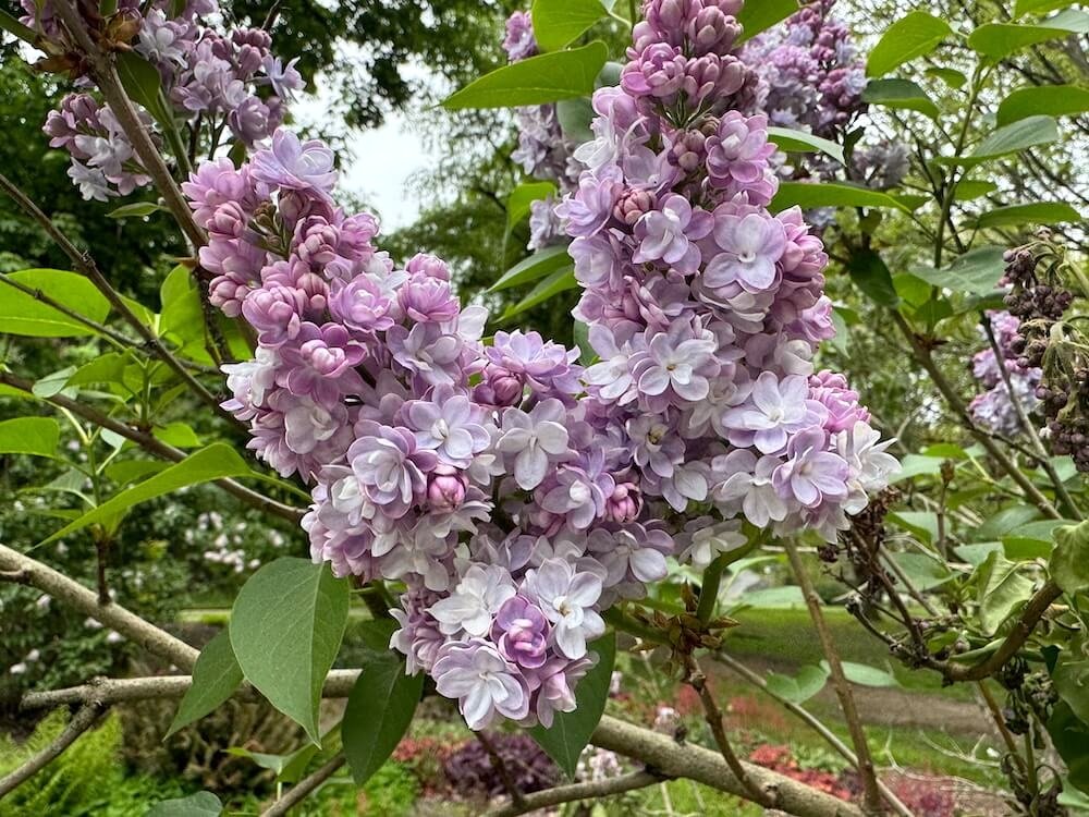 Syringa vulgaris ‘Katherine Havemeyer' 04.jpeg