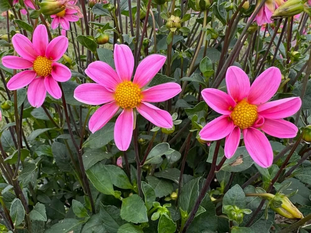 Dahlia 'Bonne Esperance' 06.jpeg