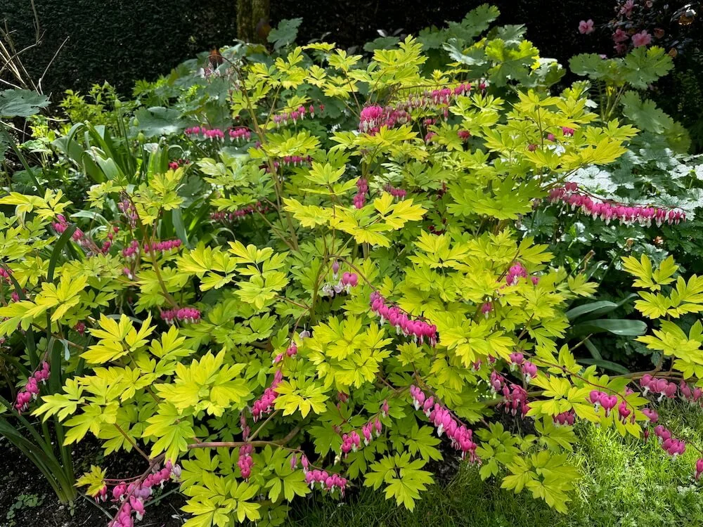 Lamprocapnos spectabilis 'Gold Heart' 03.jpeg