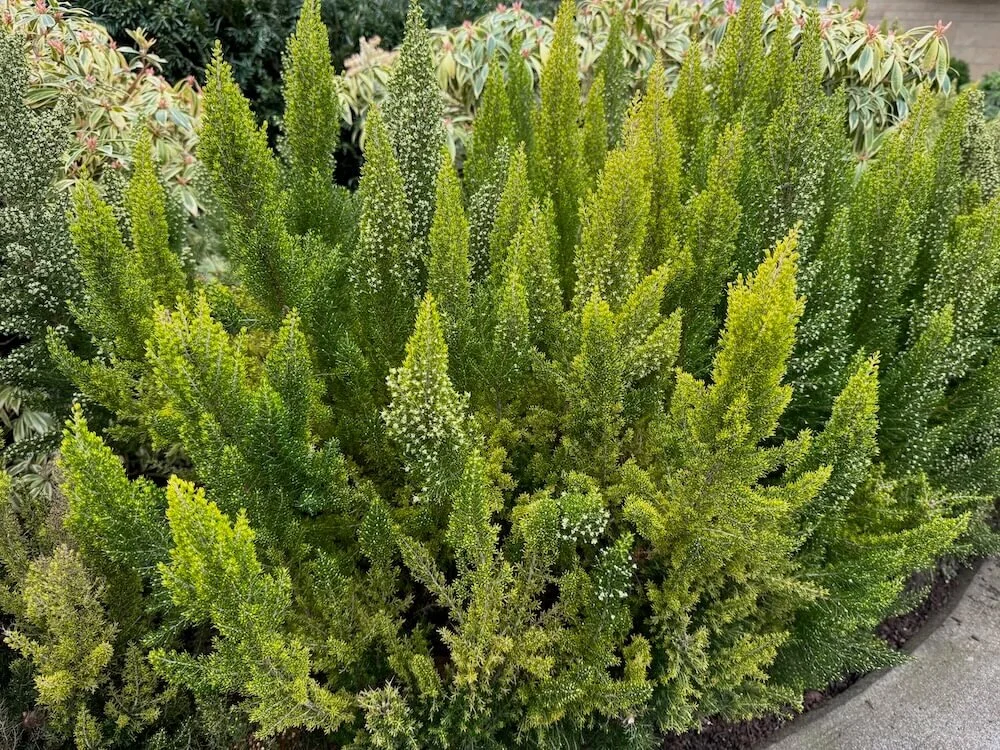 Erica arborea f. aureifolia 'Estrella Gold' 01.jpeg
