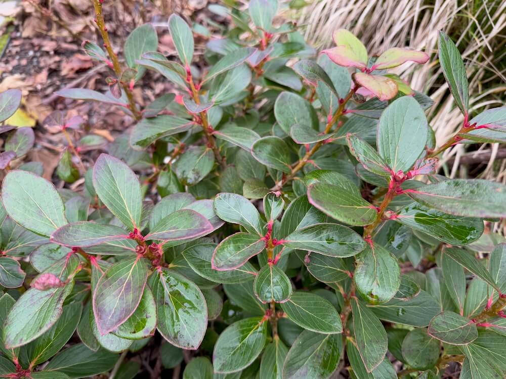 Vaccinium glaucoalbum 01.jpeg