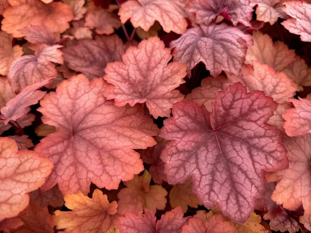 Heuchera 'Carnival Watermelon' | Carnival Watermelon Coral Bells
