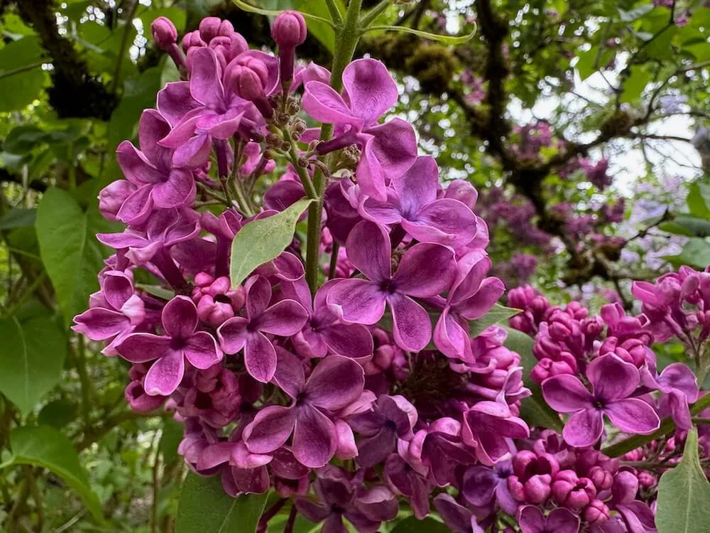 Syringa × hyacinthiflora ‘Declaration’ 03.jpeg