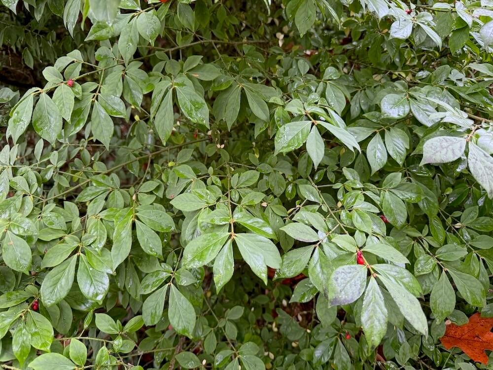 Euonymus alatus 04.jpeg