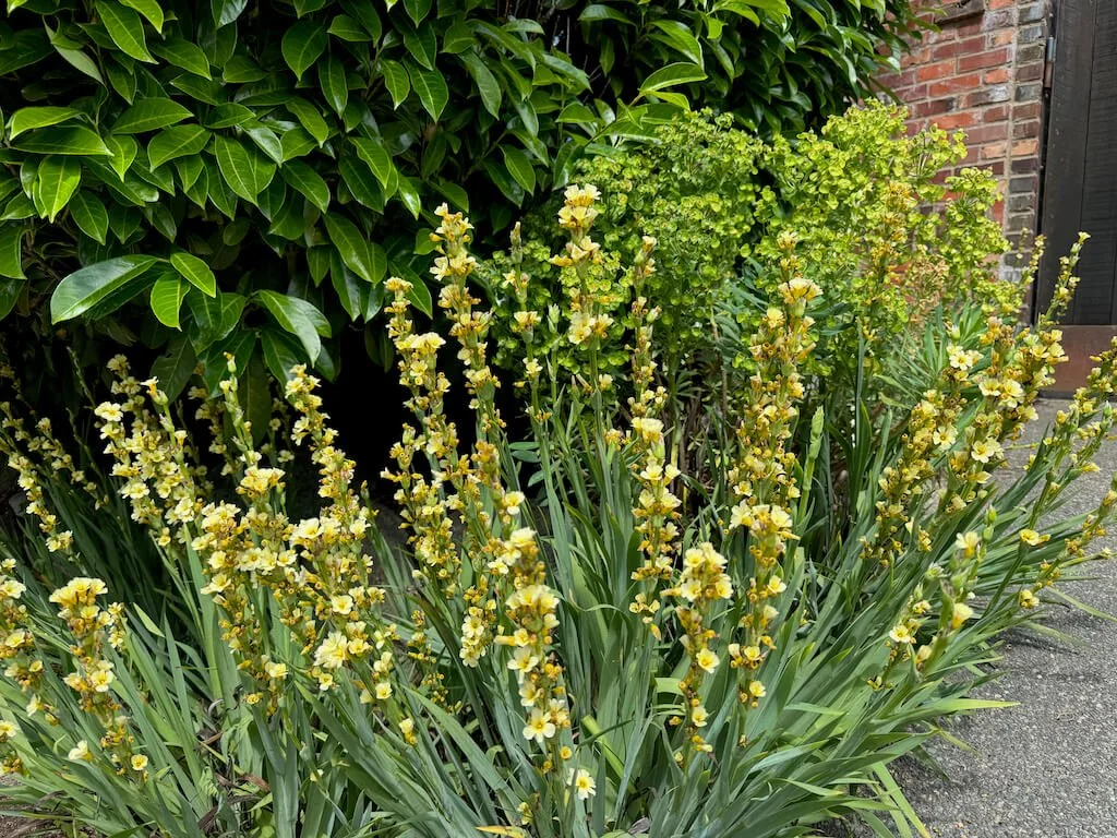 Sisyrinchium striatum 03.jpeg
