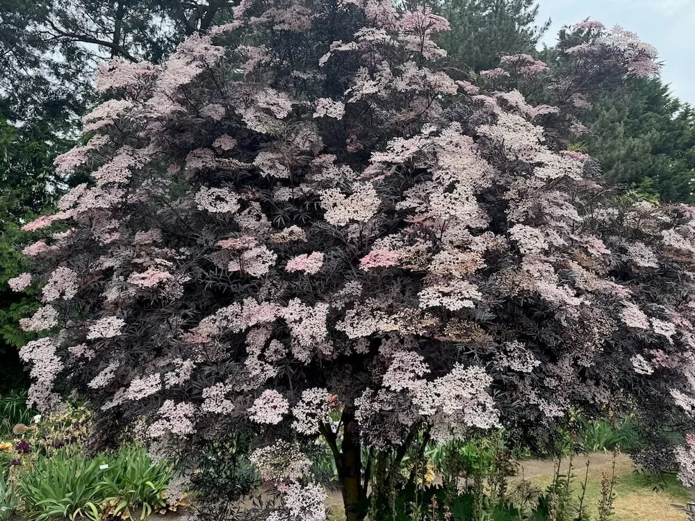 Sambucus nigra 'Eva' 07.jpeg
