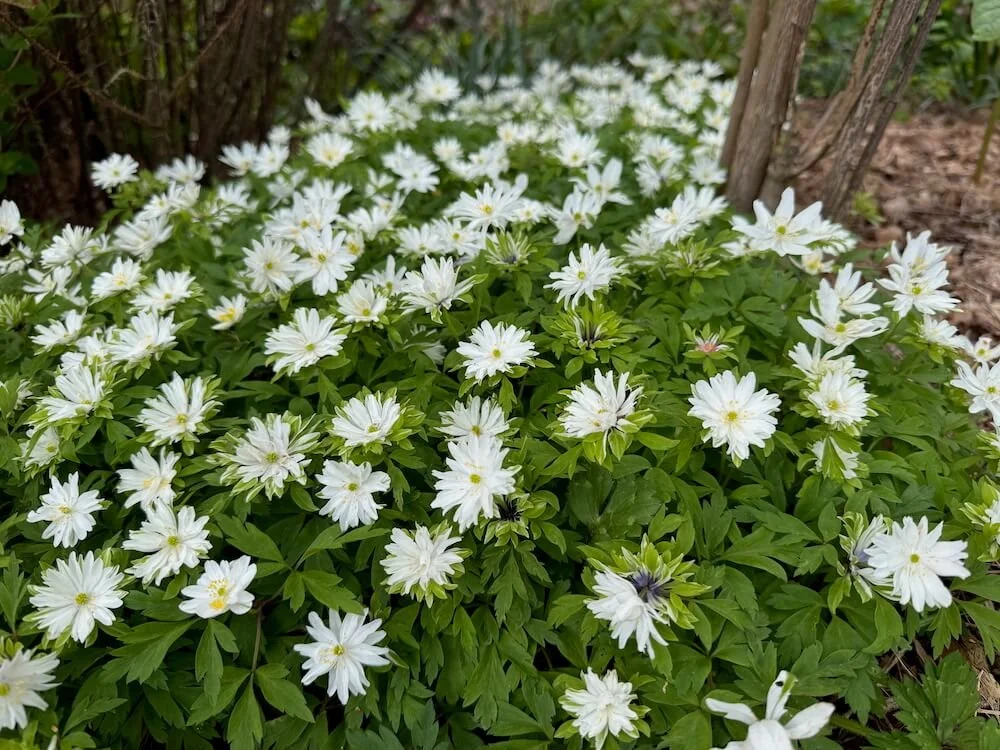 Anemone nemorosa 'Bracteata Plena' 03.jpeg