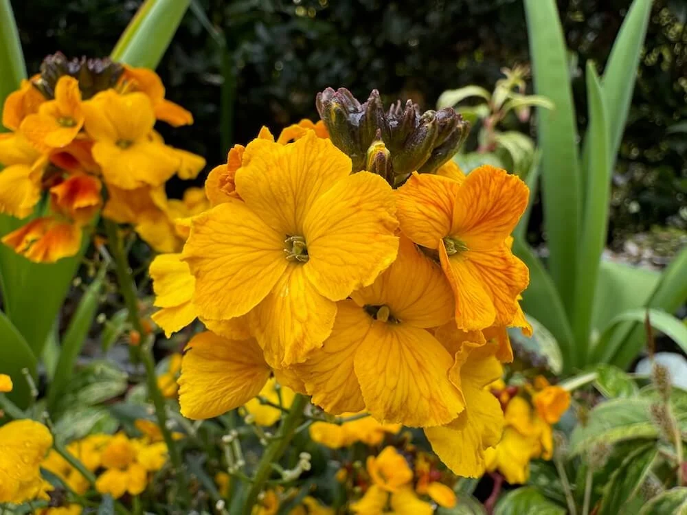 Erysimum linifolium 'Erysistible Yellow' 03.jpeg