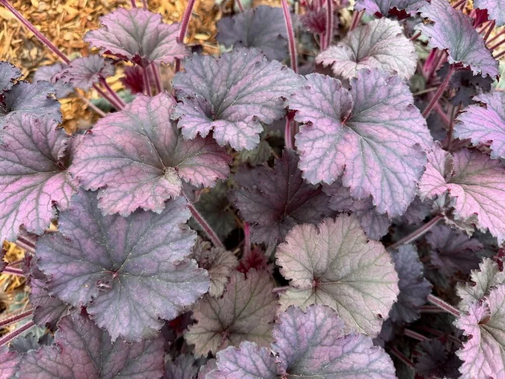 Heuchera 'Frosted Violet' 02.jpeg