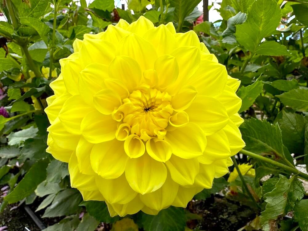 Dahlia 'Clearview Ruffles' | Clearview Ruffles Dahlia