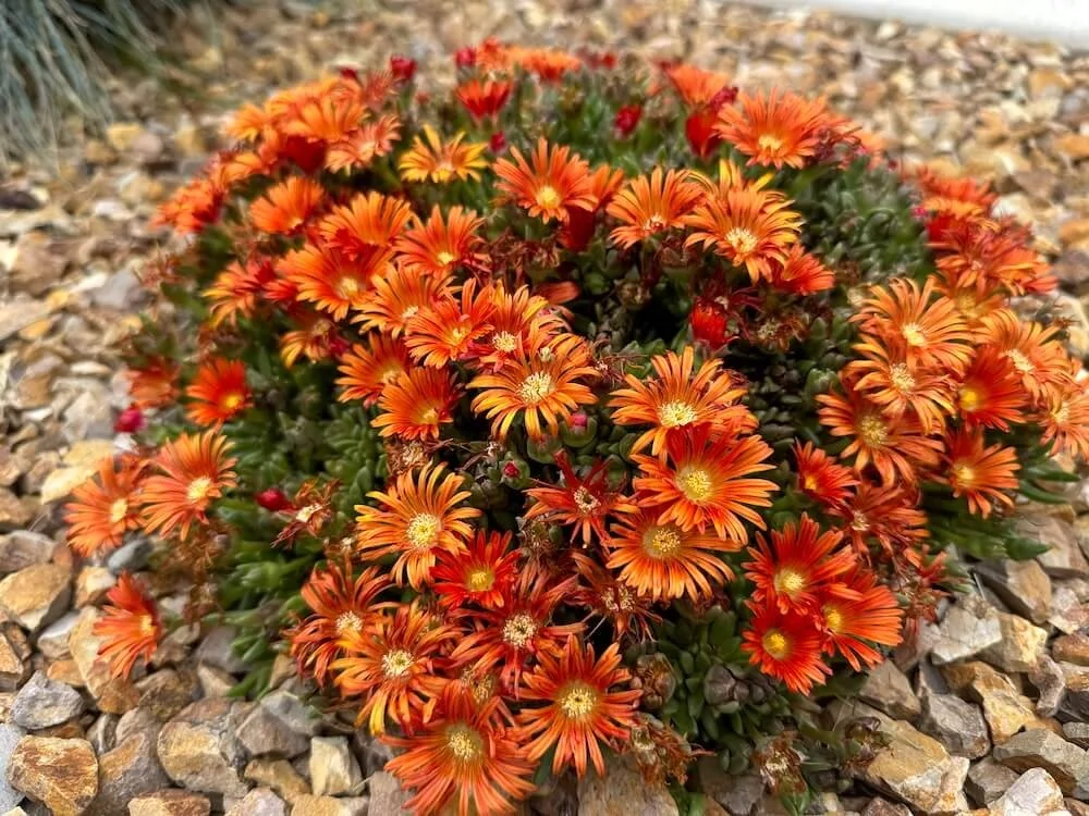 Delosperma hybrida Ocean Sunset 'Orange Vibe' 03.jpeg