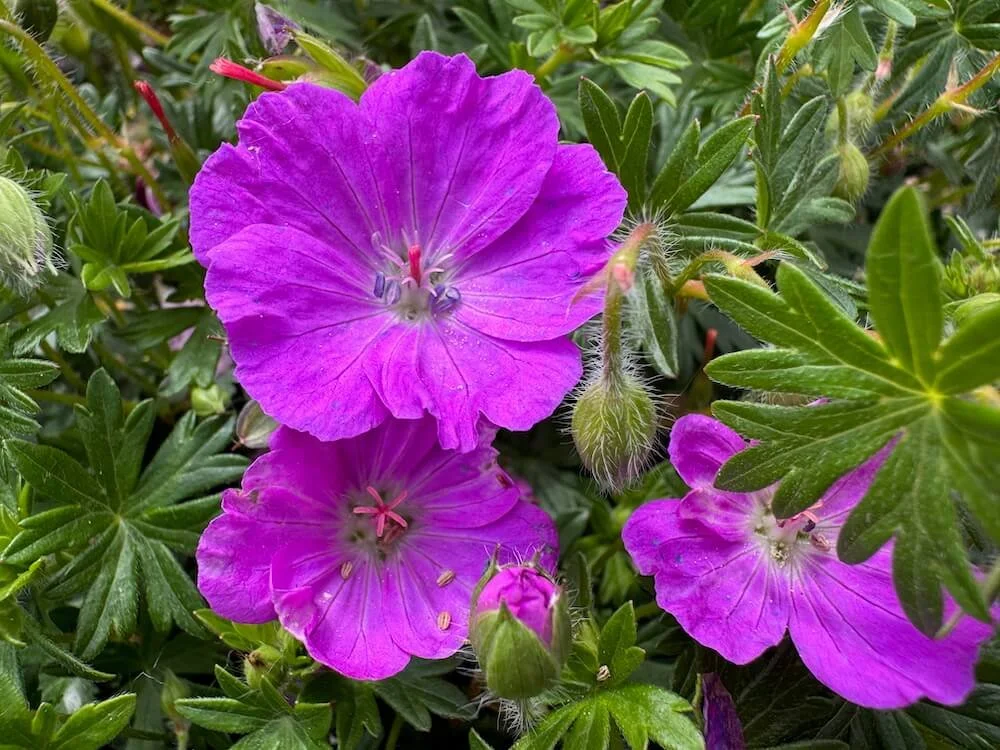 Geranium sanguineum 'Max Frei' 05.jpeg