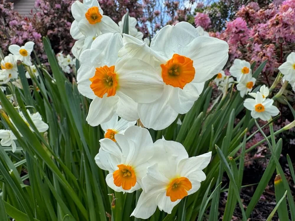 Narcissus 'Geranium' 01.jpeg