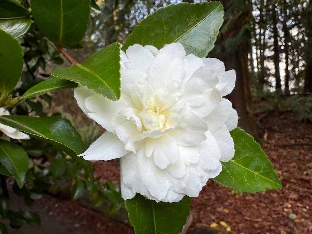 Camellia Sasanqua 'Mine-No-Yuki' 01.jpeg