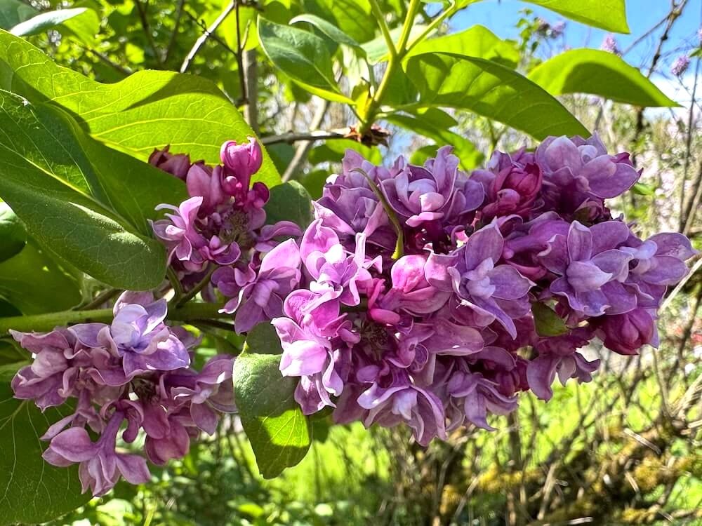 Syringa vulgaris 'My Favorite' 01.jpeg