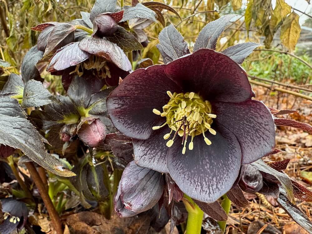 Helleborus x hybridus Winter Jewels 'Blue Diamond' 01.jpeg