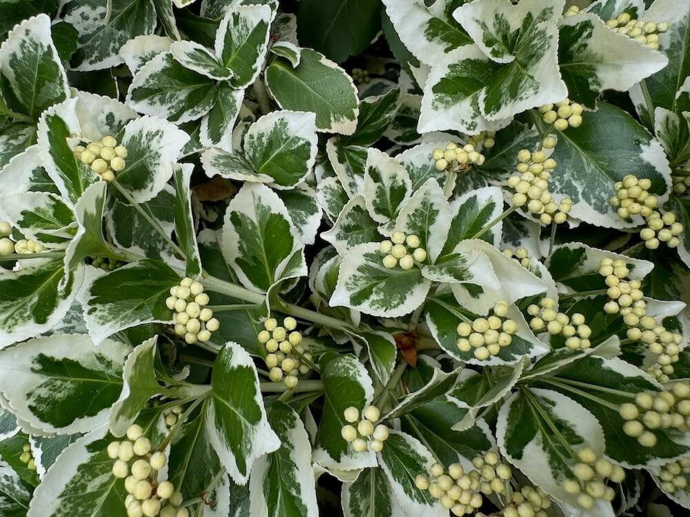 Euonymus fortunei 'Emerald Gaiety' 11.jpeg