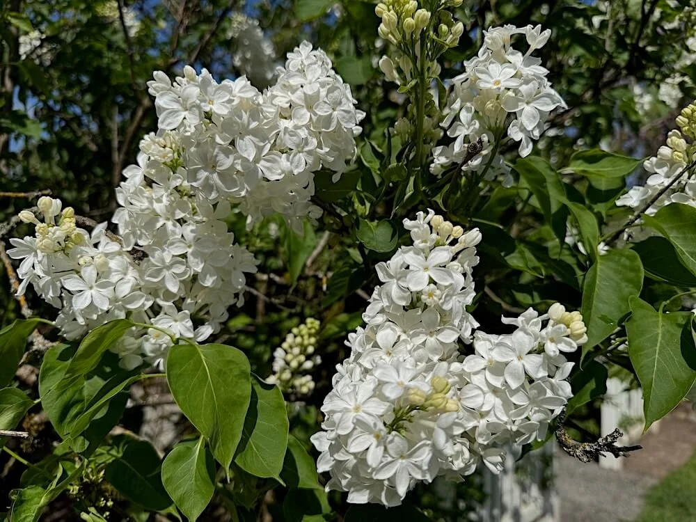 Syringa vulgaris 'Carley' 03.jpeg