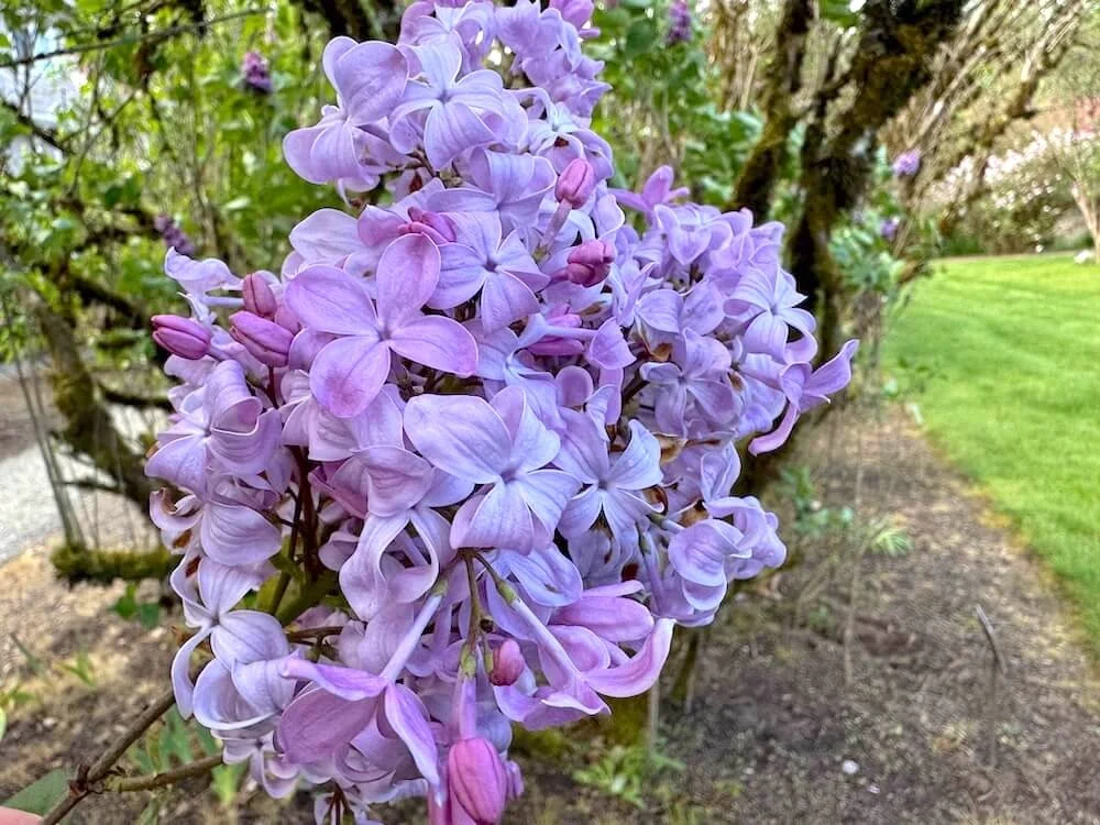 Syringa vulgaris 'R. and B. Mills' 02.jpeg