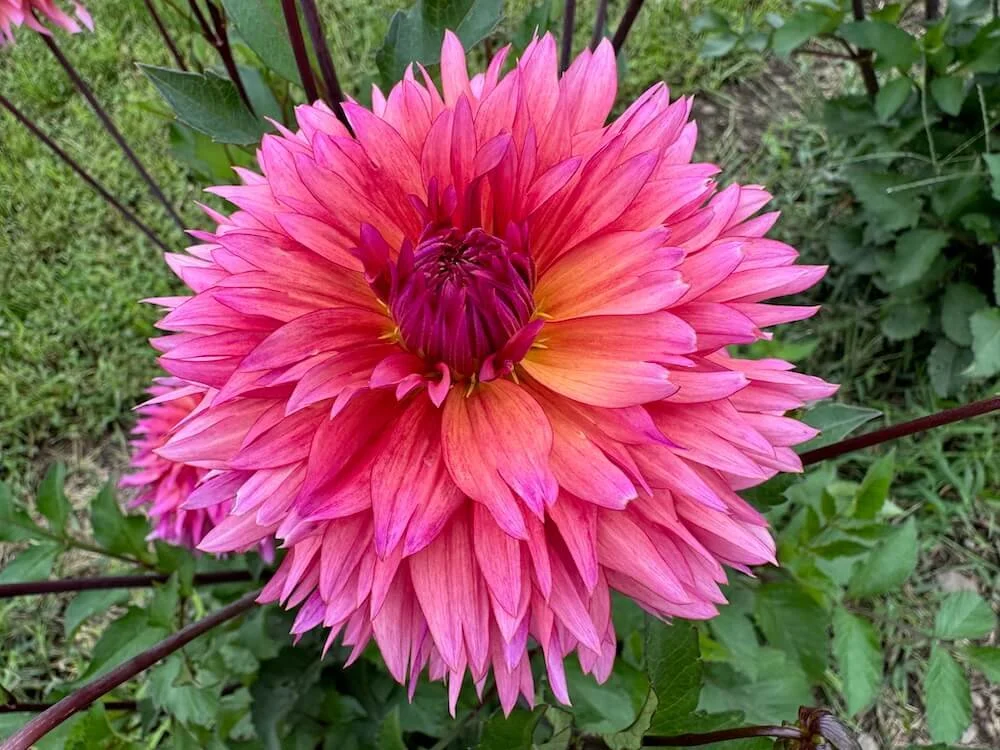 Dahlia 'Sonic Boom' 01.jpeg