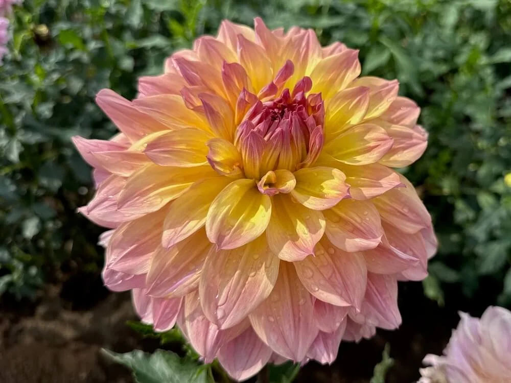 Dahlia 'Papageno' 01.jpeg