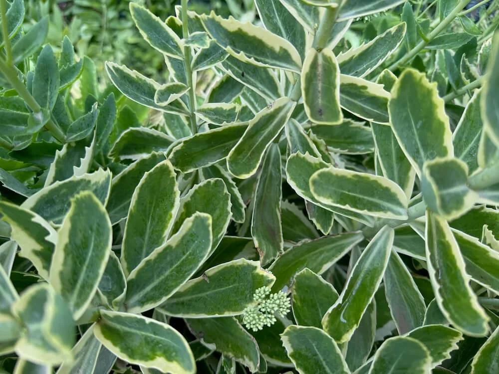 Sedum telephium 'Lajos' 02.jpeg