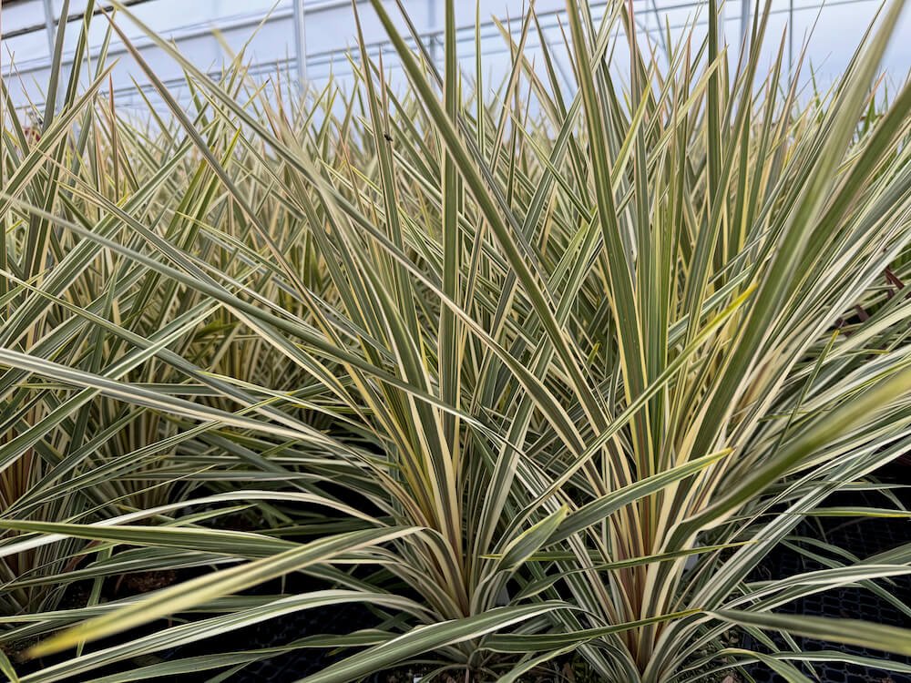 Cordyline australis 'Torbay Dazzler' 02.jpeg