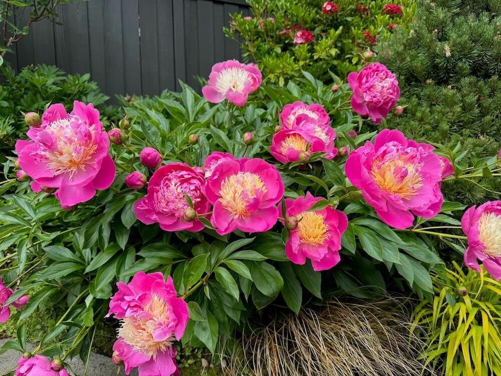 Paeonia lactiflora 'Bowl of Beauty' 02.jpeg