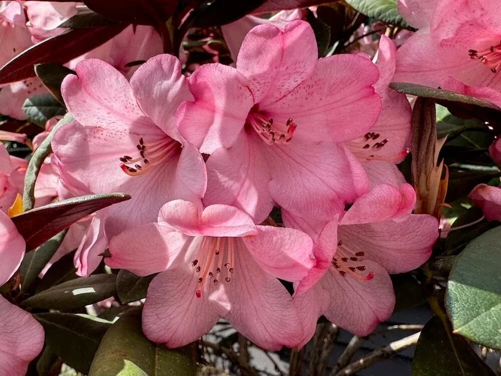 Rhododendron bureavii 'Hansel' 02.jpeg