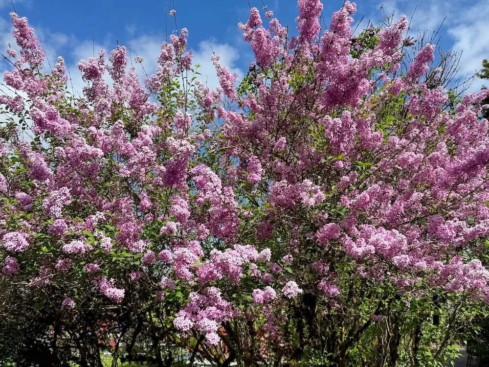 Syringa × chinensis 'Lilac Sunday' 03.jpeg