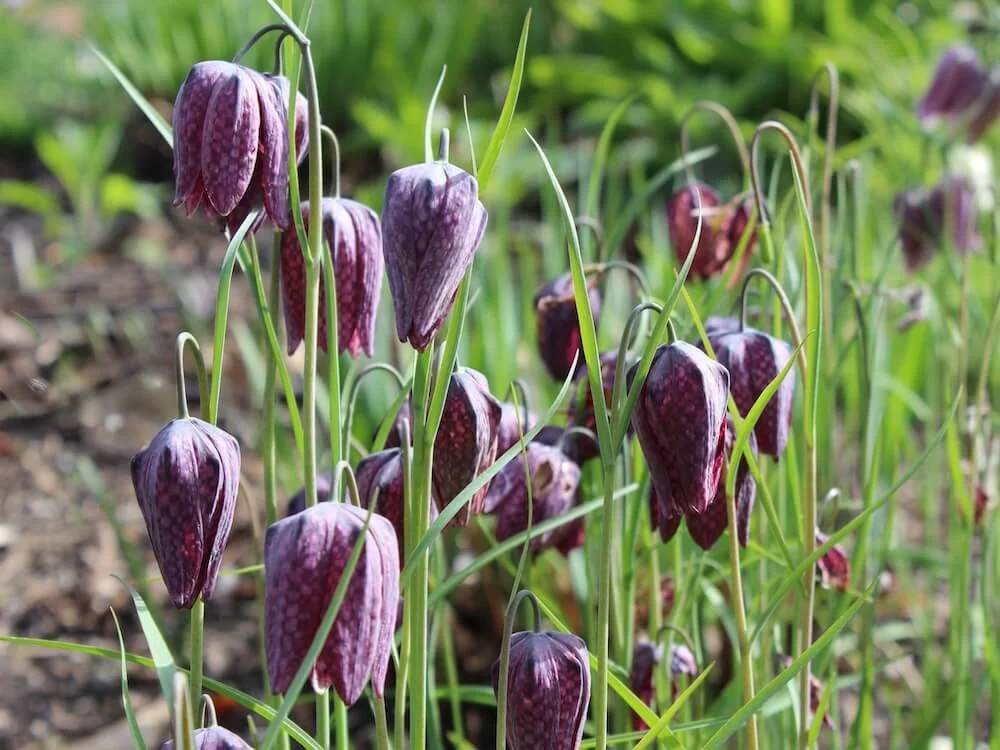 Fritillaria meleagris 01.jpeg