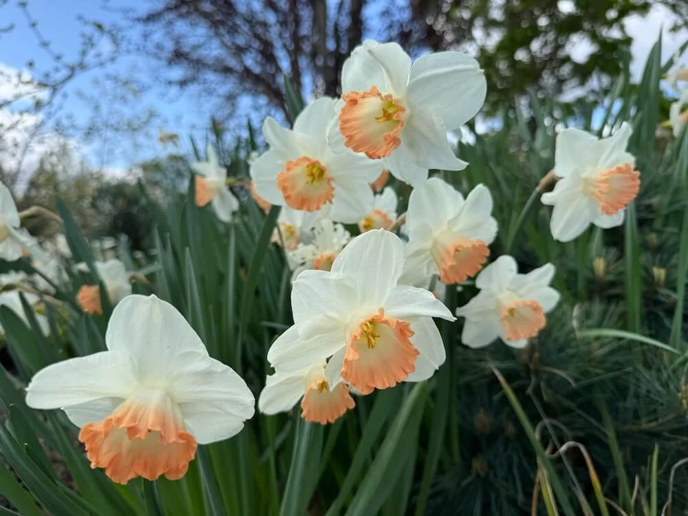 Narcissus 'Katie Heath' 04.jpeg