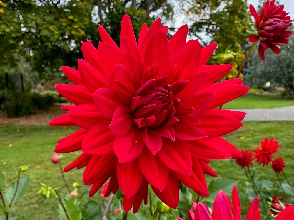 Dahlia 'Sandia Mace' 01.jpeg