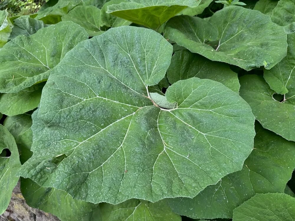 Petasites japonicus 02.jpeg