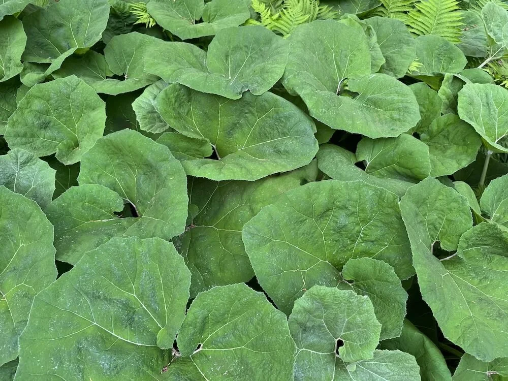 Petasites japonicus | Japanese Butterbur