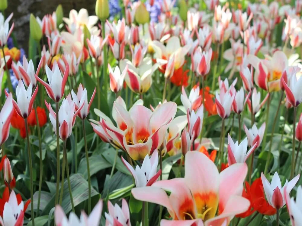 Tulipa clusiana 03.JPG