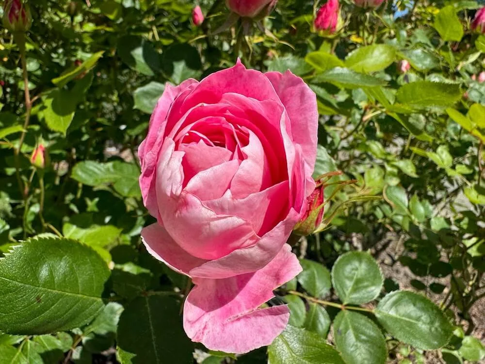 Rosa 'Carefree Wonder' 01.jpeg