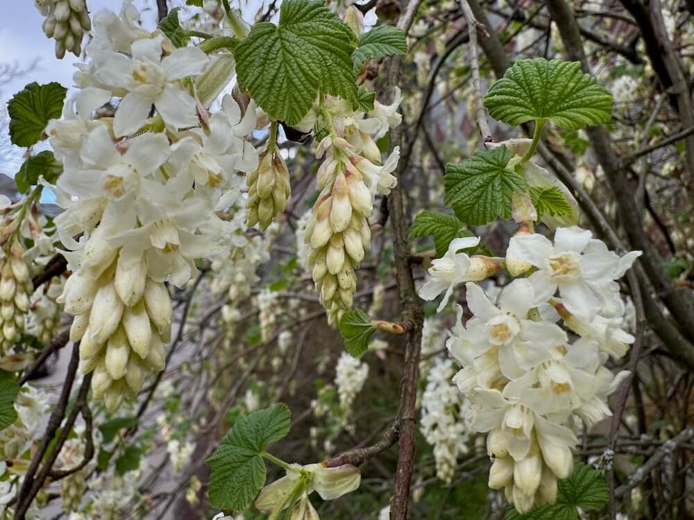 Ribes sanguineum 'Ubric' 01.jpeg