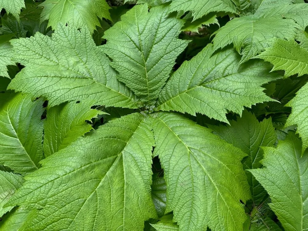 Rodgersia podophylla 03.jpeg