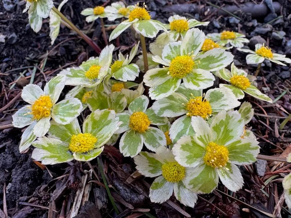 Sanicula epipactis 'Thor' 02.jpeg