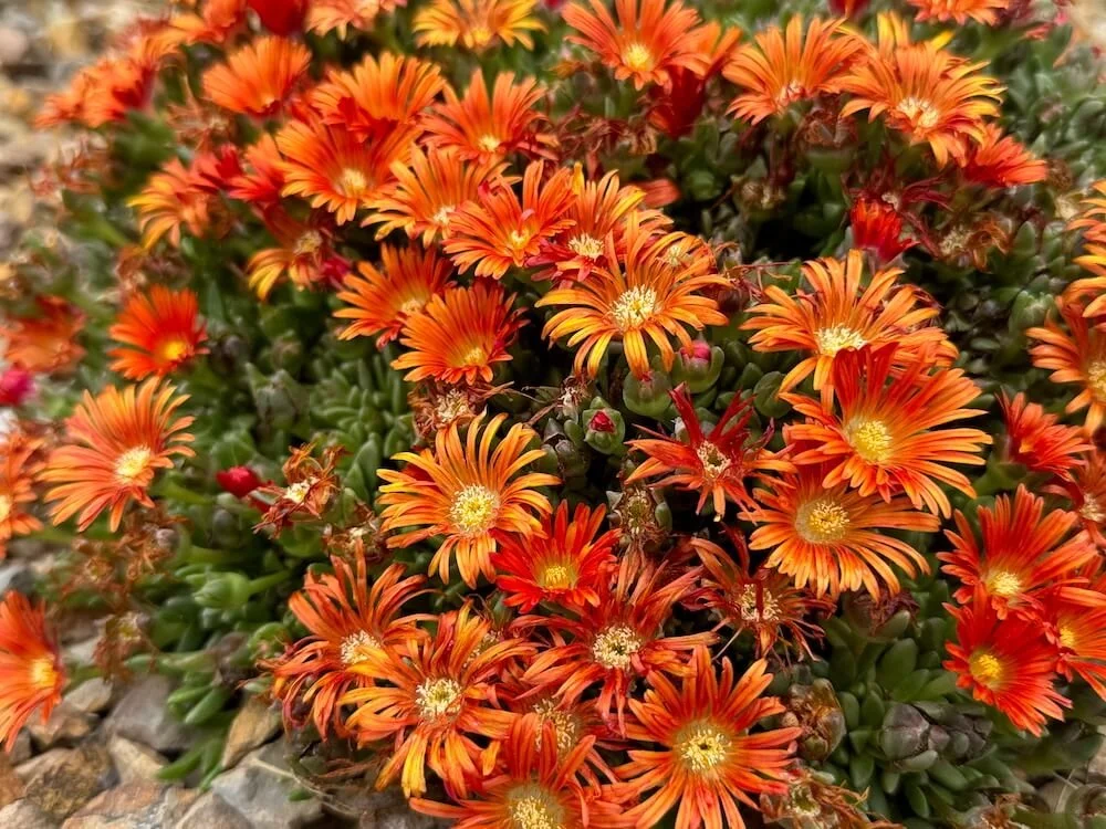 Delosperma hybrida Ocean Sunset 'Orange Vibe' 04.jpeg