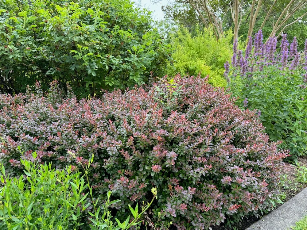 Berberis thunbergii f. atropurpurea 'Atropurpurea Nana' 01.jpeg