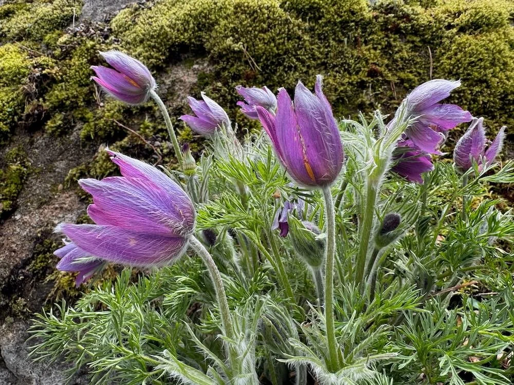 Pulsatilla vulgaris 05.jpeg